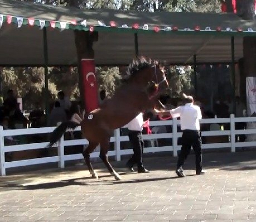 Araba fiyatına satılık tay podyumda bakıcısını böyle tepti