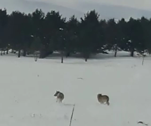 Ardahan’da kurtlar karayoluna indi
