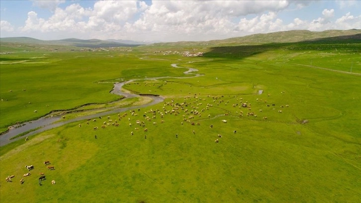 Ardahan'da menderesler havadan görüntülendi