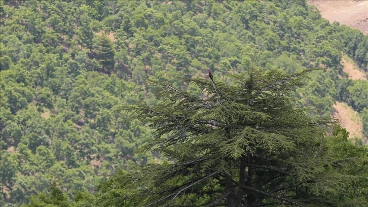 Ardahan'da yangınların önlenmesi amacıyla ormanlık alanlara giriş yasaklandı