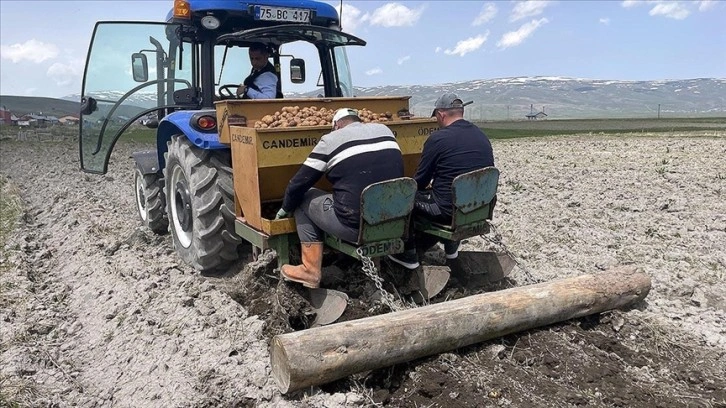 Ardahan'ın atıl arazilerinde desteklerle patates ve kavılca yetişecek