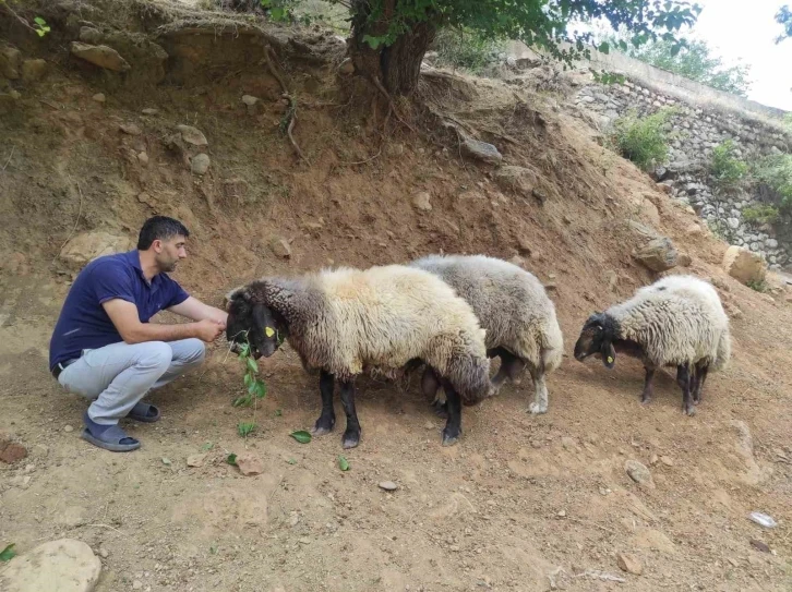 Arefe gecesi firar eden 3 koç, 20 kilometre uzaklıkta bulundu
