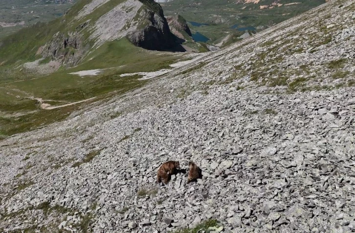 Arsiyan Yaylasında anne ve yavru boz ayı turistlerin kamerasına takıldı
