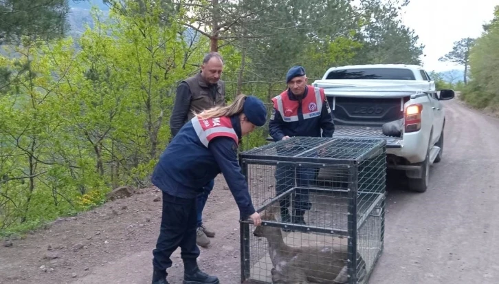 Artvin’de yaralı karaca tedavisinin ardından doğaya bırakıldı
