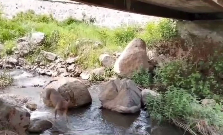 Artvin’de yerleşim yerlerine inen karacalar görüntülendi
