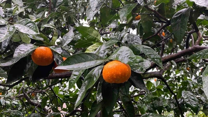 Artvin’in Kemalpaşa ilçesinde üretilen mandalinalar lezzeti ve iriliği ile dikkat çekiyor
