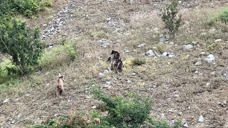 Artvin'de Çoruh Nehri'nden su içen ayı ve yavruları görüntülendi