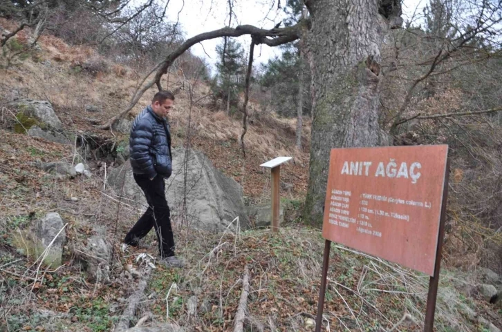 Asırlık fındık ağacı yıllara meydan okuyor
