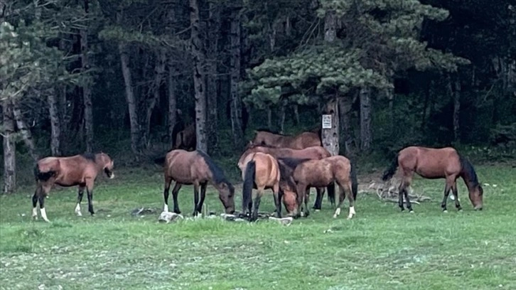 At Yaylası, yeşillenen otlaklarıyla yılkı atlarını ve hayvan sürülerini ağırlıyor