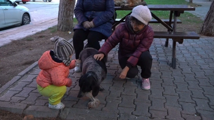 Atakum’da sokak hayvanları için yoğun mesai: 3 bin 572 yaralı sokak hayvanına müdahale edildi
