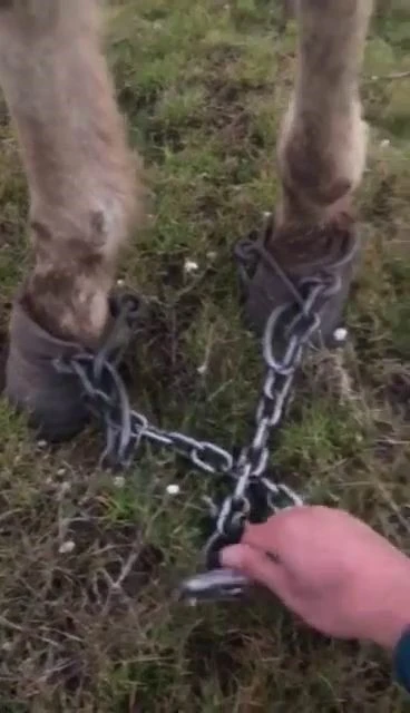 Atı ayaklarından zincirleyip ölüme terk ettiler
