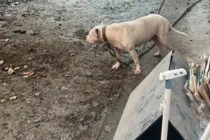 Ağızlıksız gezdirilen pitbull köpek kediyi parçaladı