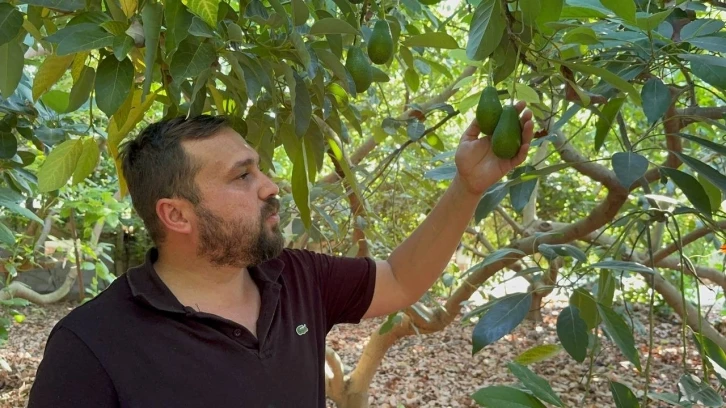 Avokadoda erken hasat uyarısı
