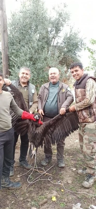 Avrupa’dan Türkiye’ye göç eden Kara Akbaba GPS sayesinde Antalya’da yakalandı
