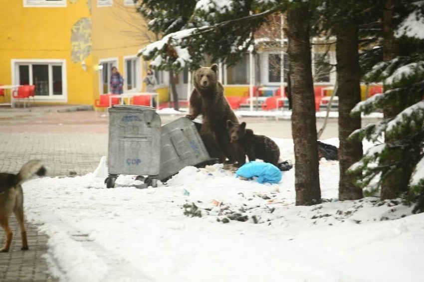 Bursa'da kış uykusundan uyanan ayı ailesi...