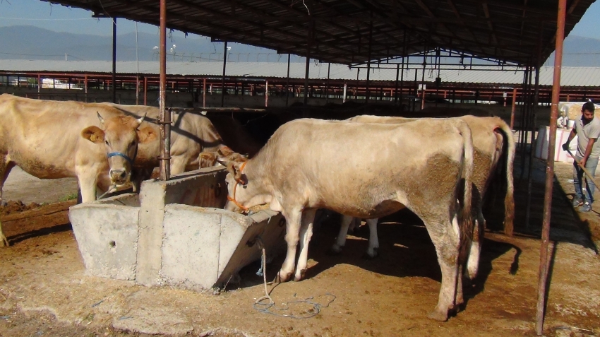 Bursa'da kurbanlıklar pazara indi