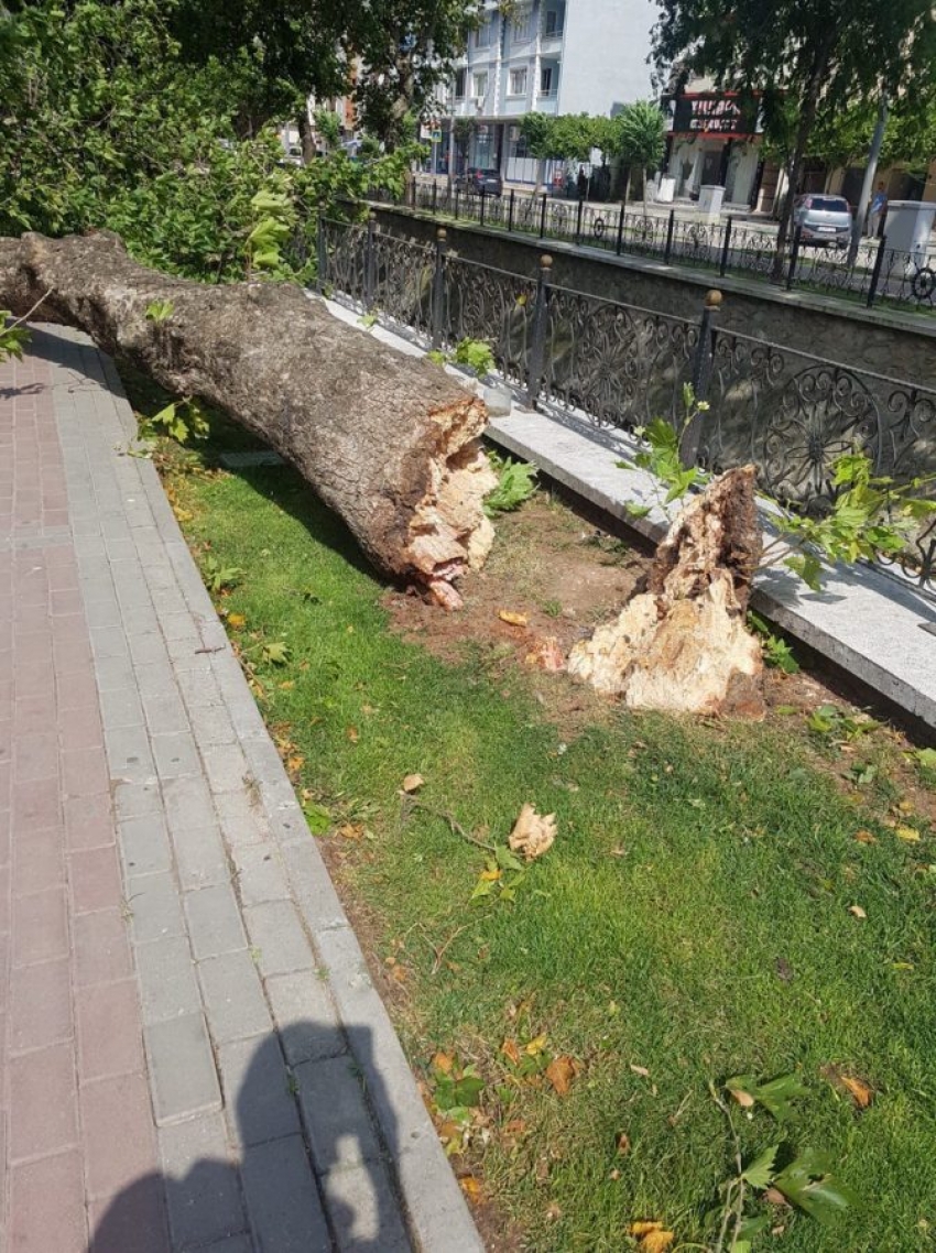 Bursa'da tarihi çınar devrildi