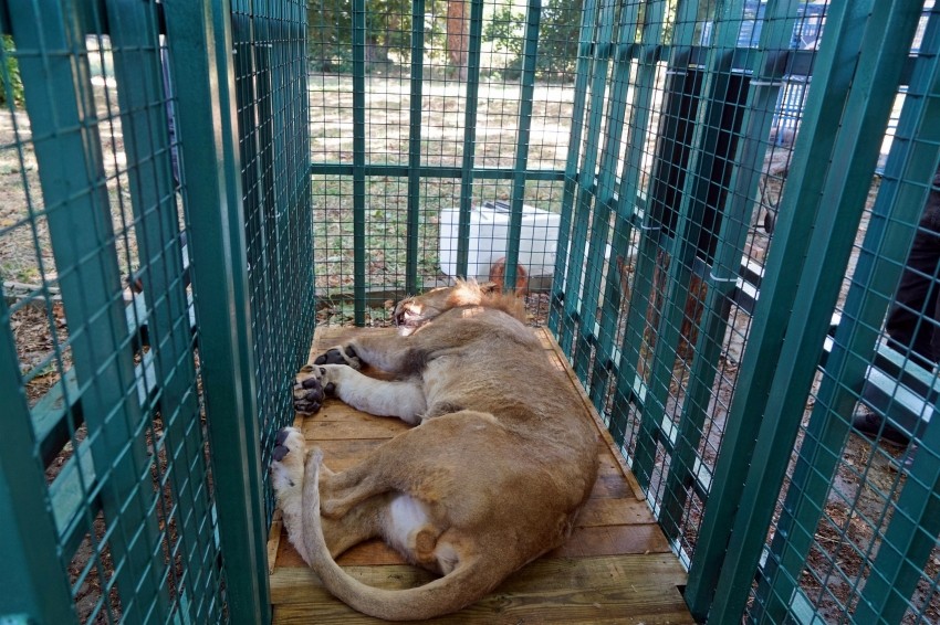 Bursa'ya getirilen savaş mağduru aslan hamile çıktı