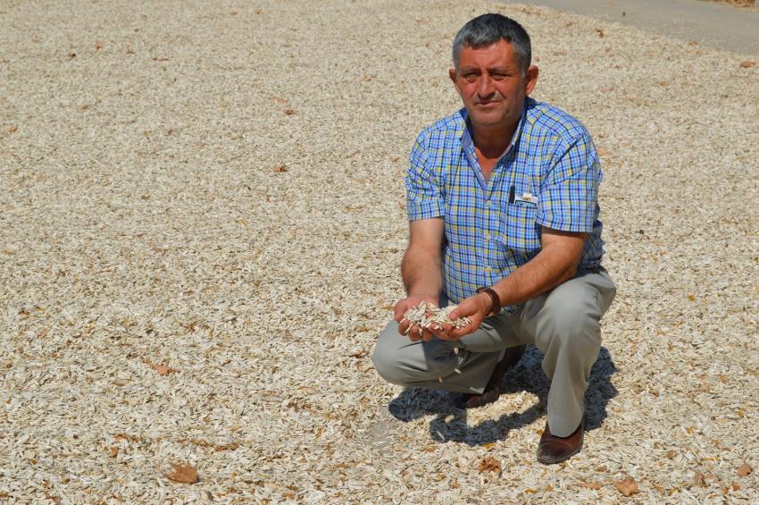 Bursa'da ayçiçeği hasadı umutlu başladı