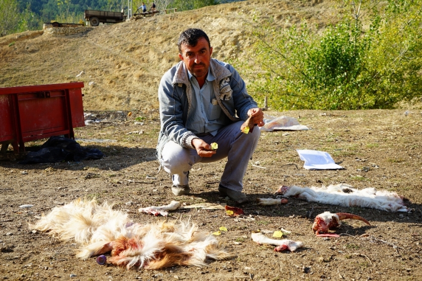 Ayılar 30 küçükbaş hayvanı telef etti