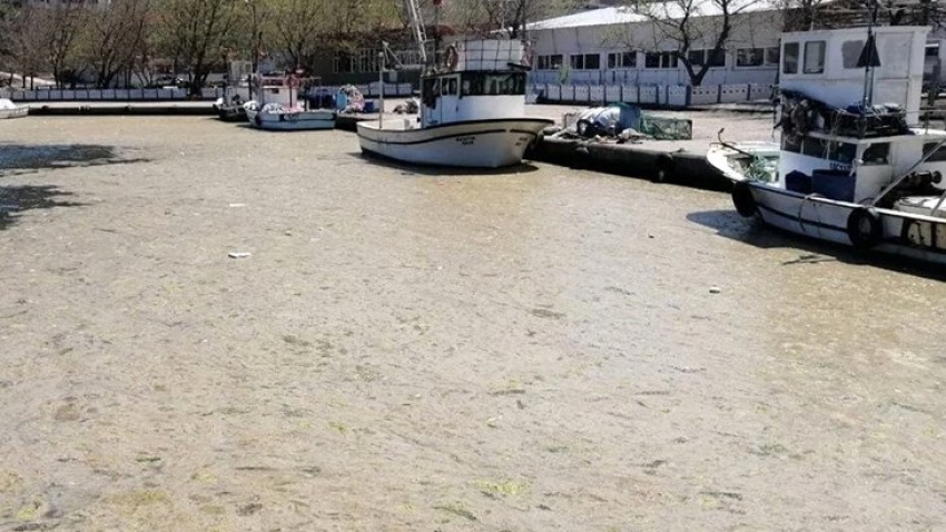 Marmara Denizi'ni esir alan müsilajın nedeni ortaya çıktı!