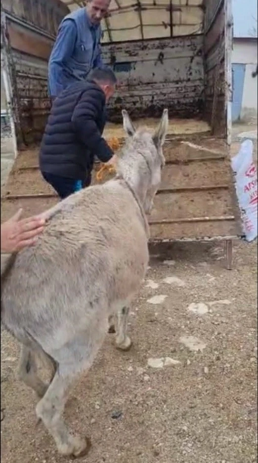 Ayakları sakat doğan sıpa, tedavisi için 800 kilometre uzağa gönderildi
