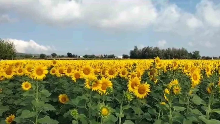 Ayçiçekleri kendini gösterdi, Osmaniye’de ekim alanı genişliyor
