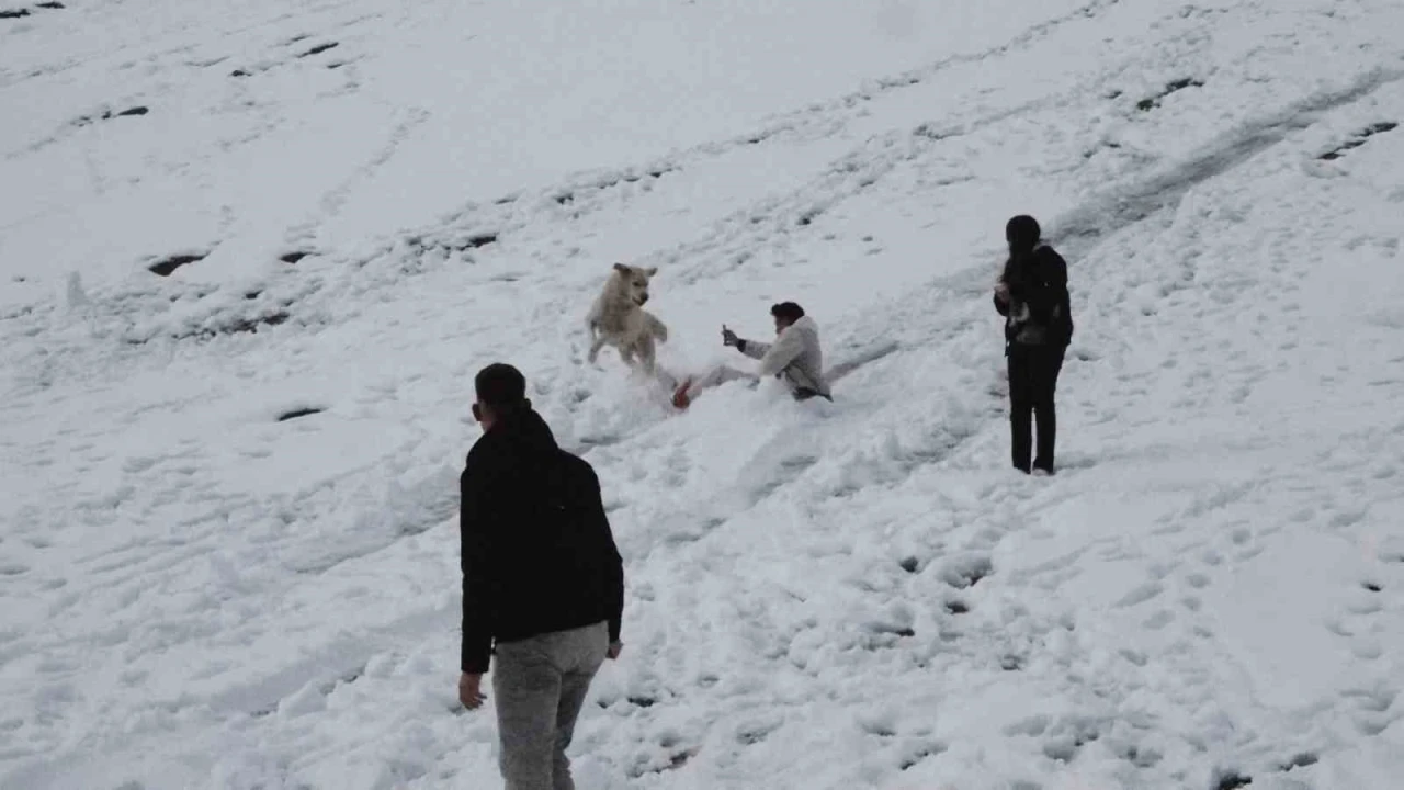 Ayder’de karda kayanlarla oynayan köpek renkli görüntüler oluşturdu
