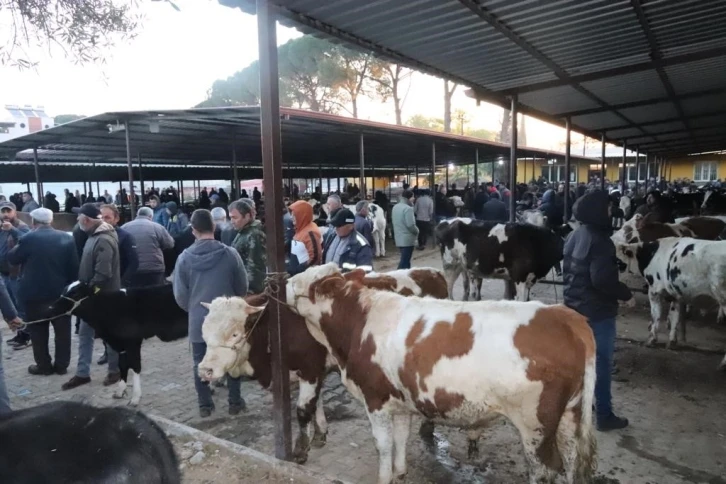 Aydın’da 50 gün aradan sonra hayvan pazarları açıldı
