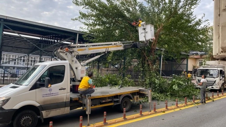 Aydın’da ağaçlar budanıyor
