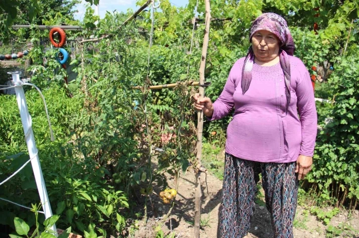 Aydın’da yağışlı havalar domatesi vurdu
