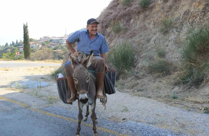 Aydın dağlarında eşekler halen revaçta
