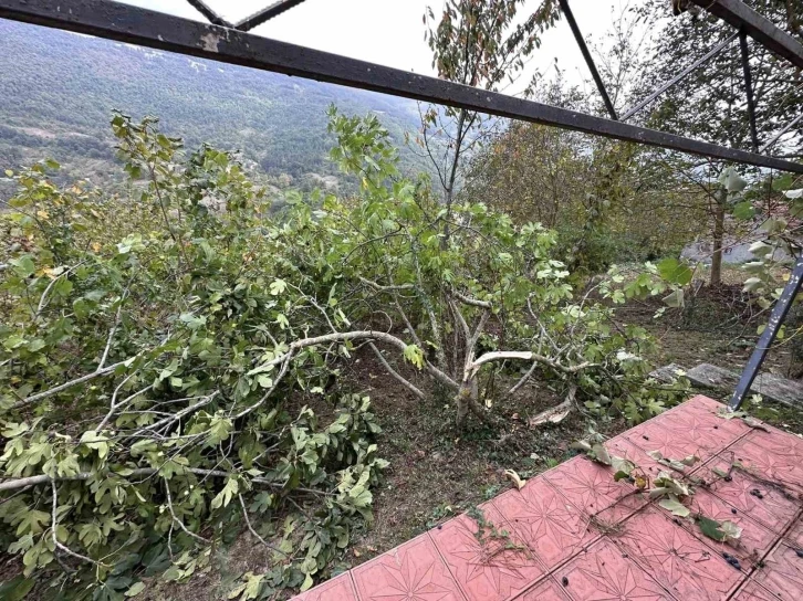 Ayı girdiği bahçede incir ağaçları ile arı kovanlarına zarar verdi
