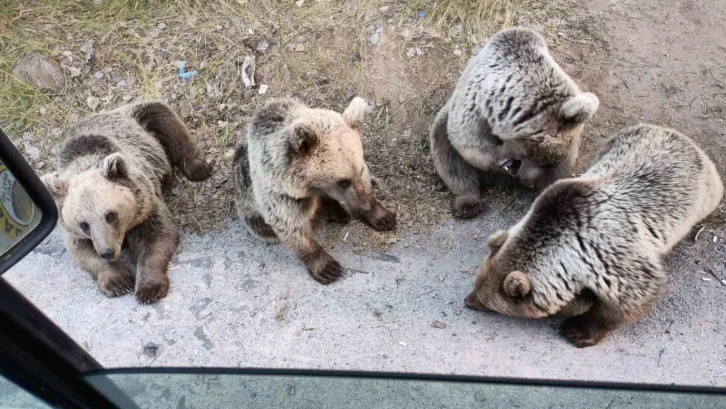 Ayı kendisine şeker vermek isteyen vatandaşa saldırdı