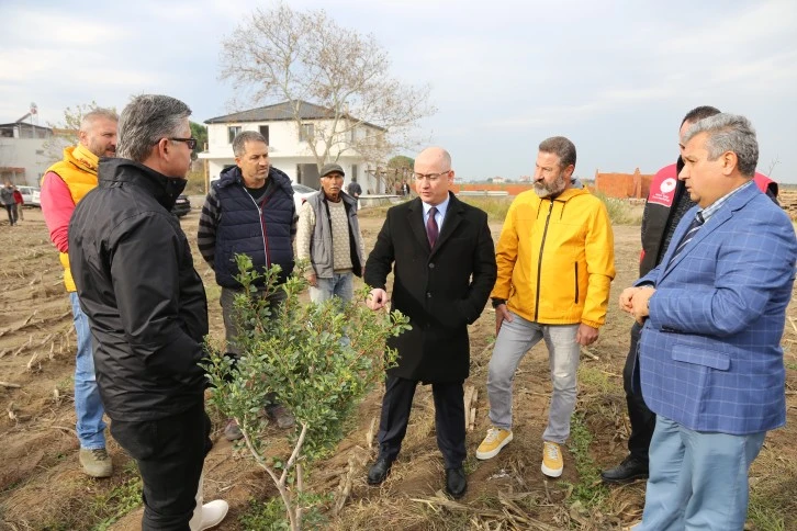 Ayvalık'ta 100 yıl sonra yeniden sakız ağacı yetiştirecek