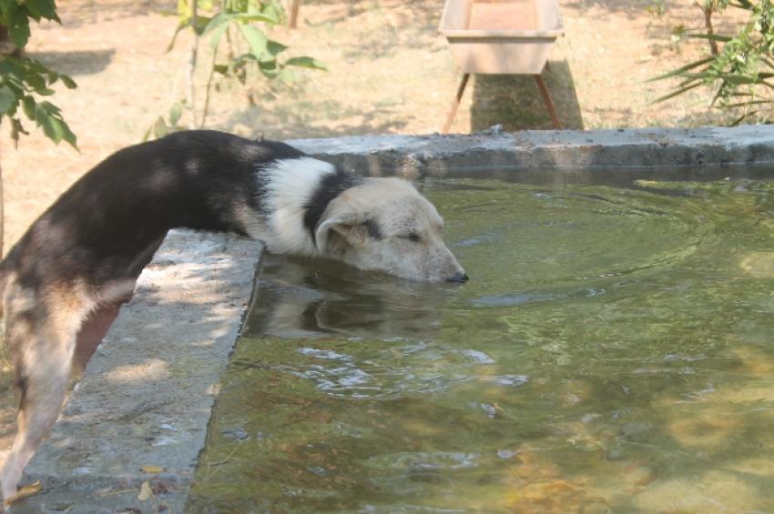 700 köpeği için havuz yaptırdı