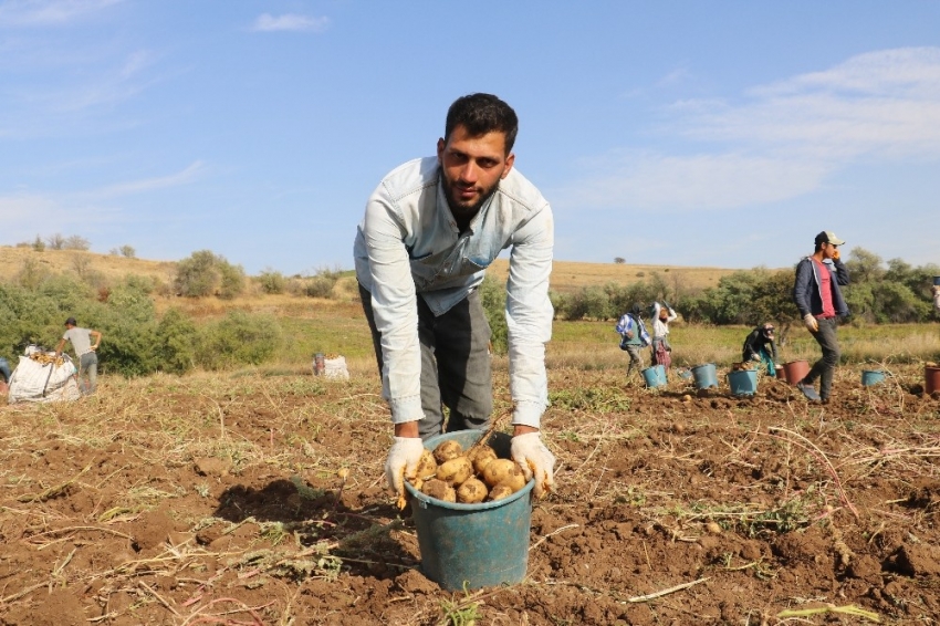 Patates üreticisi kızgın