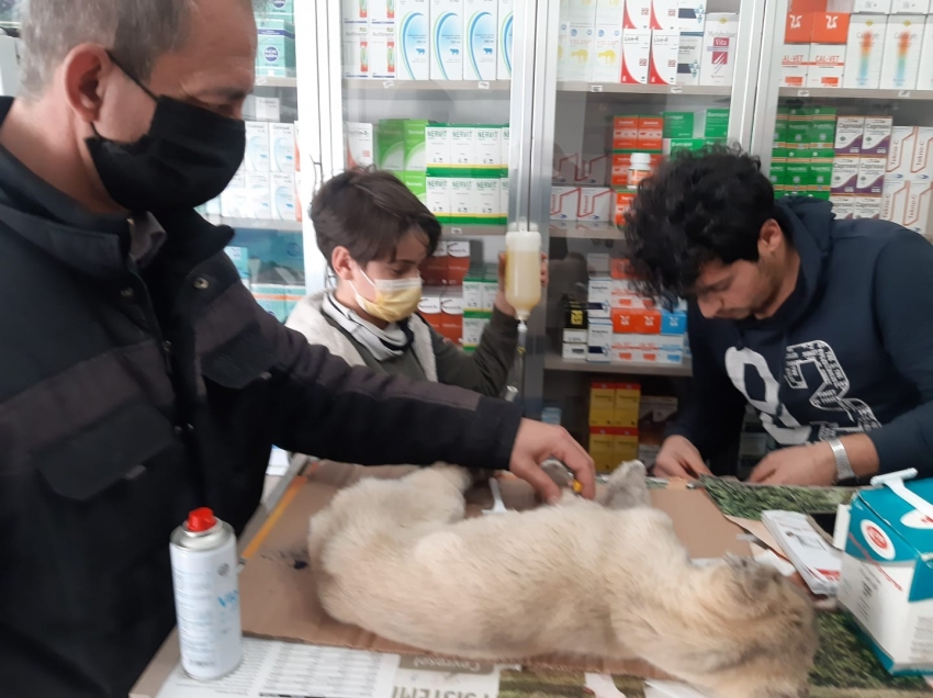 Kulağı ve kuyruğunu kestikleri yavru köpeği ölüme terk ettiler