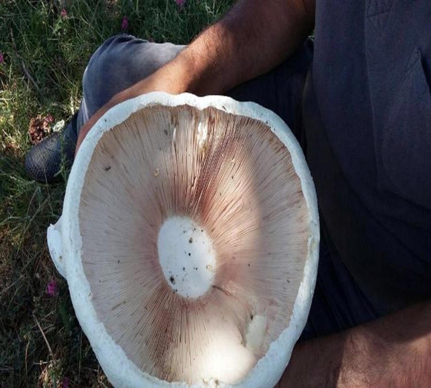 Ormanlık alanda bulundu: Görenler şaşkına döndü