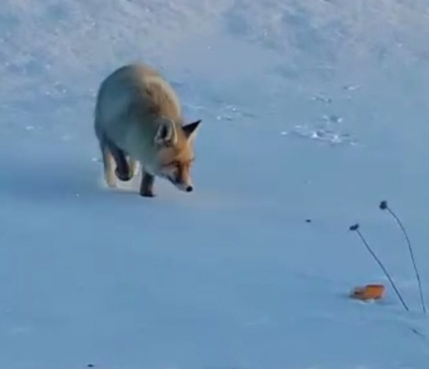 Tilkiyi böyle besledi