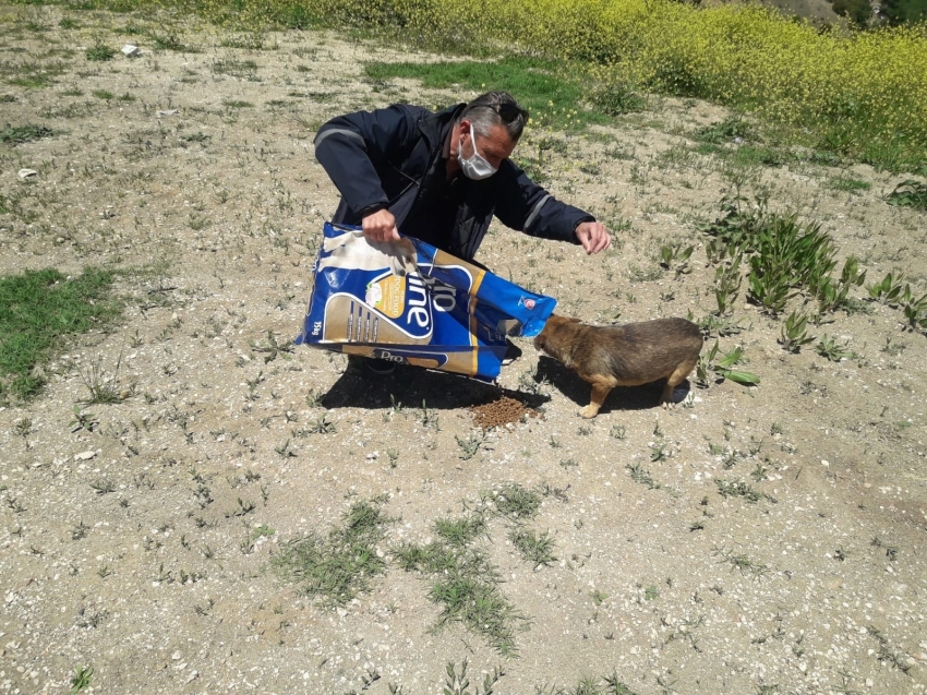 Sokak hayvanları için yüzlerce noktaya mama ve su bırakıldı