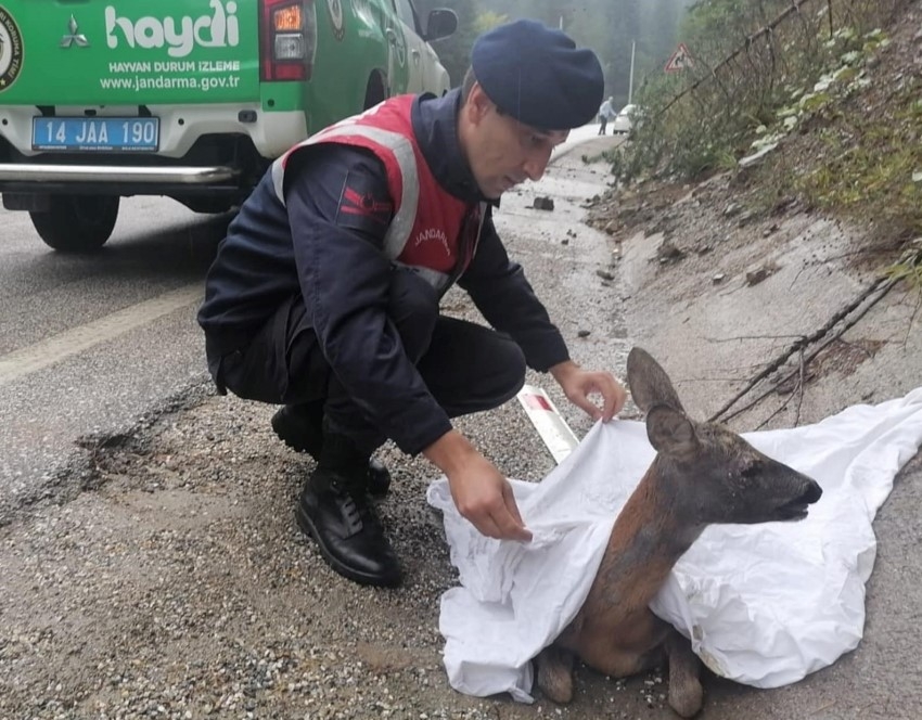 Otomobilin çarptığı karaca tedavi altına alındı