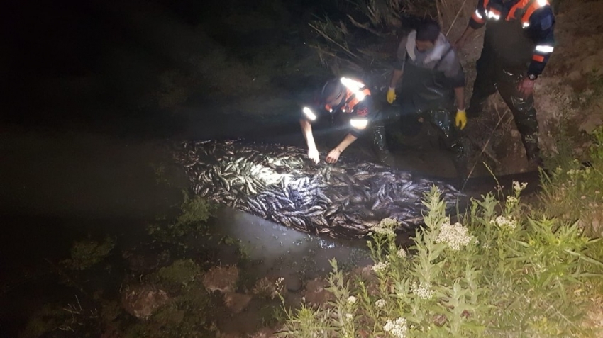 20 ton canlı inci kefali böyle kurtarıldı