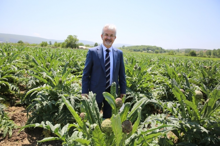 Bursa’da enginarın tarlada kalmaması için çalışma başlatıldı