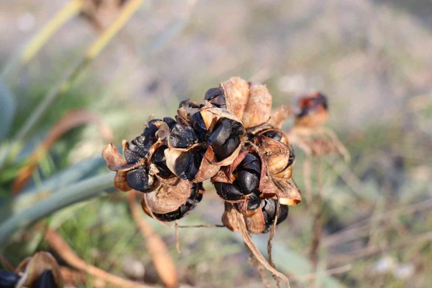 Bu çiçeği kopartmanın cezası dudak uçuklatıyor