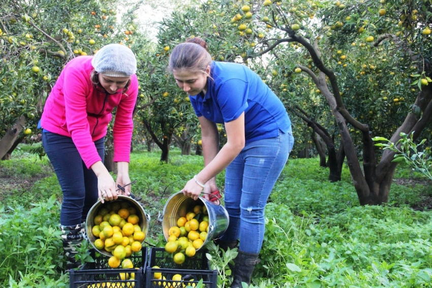 Mandalina hasadı başladı