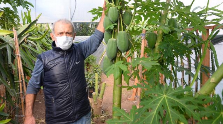 Bahçesinde yetiştiriyor, sezonda 45 bin TL kazanıyor