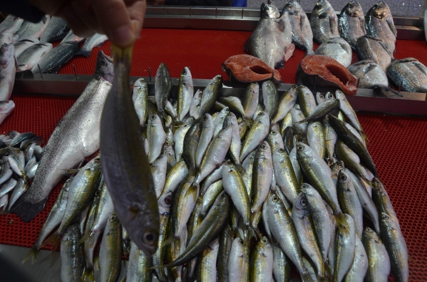 Karadeniz’in balığı Ege’den