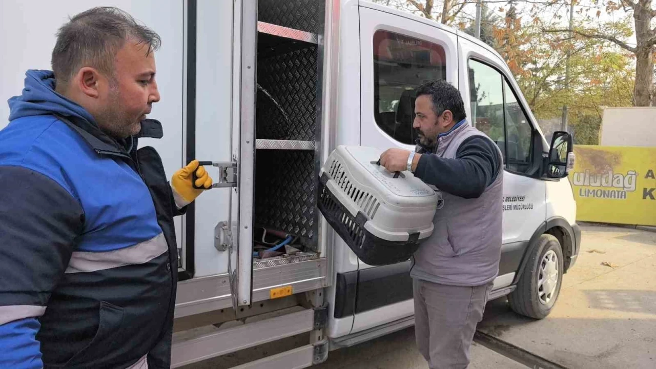 Bursa'da bacağı kırılan kedi Devlet Hastanesi acile geldi, belediye sahip çıkıp tedaviye aldı