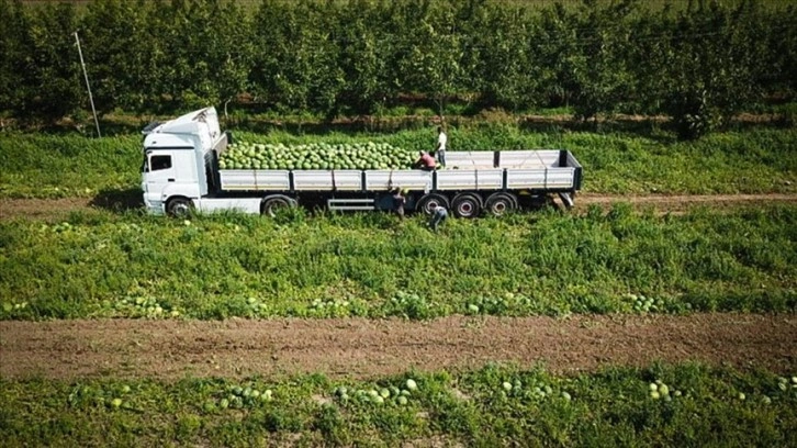 Bafra Ovası'nda karpuzda 100 bin ton rekolte bekleniyor